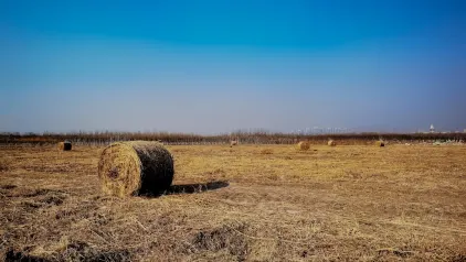 Winzinator Casino Farsímaforrit